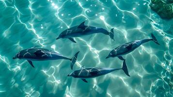 ai gegenereerd foto van vier dolfijnen zwemmen sierlijk door turkoois wateren. de water is zo Doorzichtig dat de lichamen van de dolfijnen zijn zichtbaar van bovenstaand de oppervlakte ai gegenereerd