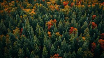 ai gegenereerd beeld vangt dicht Woud van een antenne of verhoogd perspectief. mengen van groenblijvend en bladverliezend bomen dicht bevolken de Woud ai gegenereerd foto