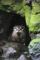 ai gegenereerd Otter met nat vacht opkomend van een rotsachtig hol omringd door rotsen gedekt in groen mos ai gegenereerd foto