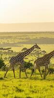 ai gegenereerd twee giraffen sierlijk wandelen door een weelderig, groen landschap ai gegenereerd foto