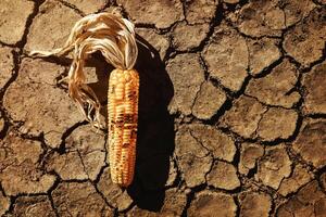 voedsel veiligheid, wereld voedsel crisis concept. milieu invloed. globaal problemen in agrarisch voedsel productie. droog en verwelkt maïs Aan gebarsten bodem, woestijnvorming, water, vervuiling, klimaat verandering foto