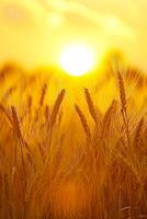 ai gegenereerd beeld vangt vredig tafereel van tarwe veld- Bij zonsopkomst. de zon is zichtbaar, verschijnen net zo helder, gouden bol temidden van de tarwe stengels. ai gegenereerd foto