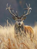 ai gegenereerd majestueus hert staand temidden van hoog, wild grassen ai gegenereerd foto