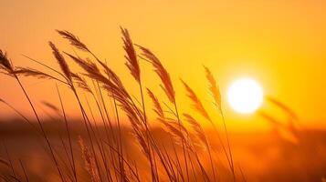 ai gegenereerd foto van hoog wild gras, badend in de gouden tint van de instelling zon. de gras is gedetailleerd en verschijnt zacht, zwaaiend voorzichtig, creëren kalmte en vredig atmosfeer ai gegenereerd