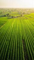 ai gegenereerd antenne visie vangt groot, weelderig groen veld- met gewassen geplant in Rechtdoor, parallel lijnen. de veld- is levendig en goed onderhouden, wijzend op gezond Bijsnijden groei. ai gegenereerd foto