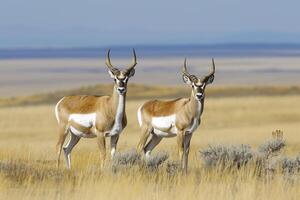 ai gegenereerd twee hert pronghoorns in een droog grasland instelling ai gegenereerd foto