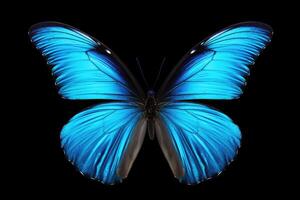 ai gegenereerd blauw tropisch vlinders in vlucht Aan wit achtergrond foto