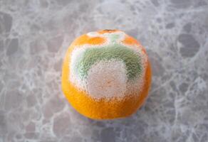 beschimmeld oranje fruit Aan tafel. meeldauw gedekt voedsel. concept van verspilling voedsel. foto