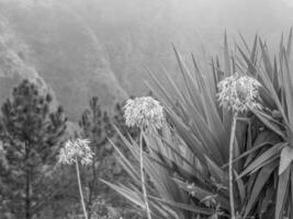 het eiland madeira foto