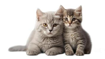 ai gegenereerd twee schattig pluizig kittens geïsoleerd Aan wit achtergrond foto