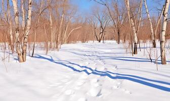 ai gegenereerd mooi winter Woud landschap met bomen gedekt met rijp en sneeuw foto