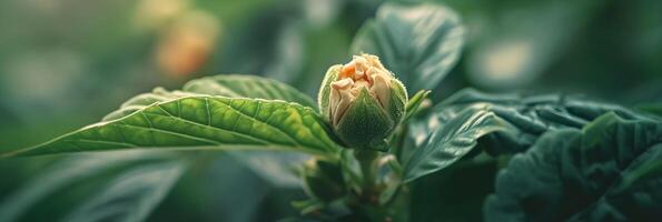 ai gegenereerd geleidelijk ontrollen van een bloem knop, achtergrond afbeelding, generatief ai foto