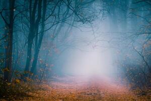 mooi, mistig, herfst, mysterieus Woud met traject naar voren. voetpad tussen hoog bomen met geel bladeren. foto