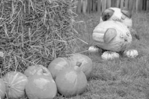 punkkins in Duitsland foto