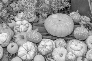 pompoenen in de Duitse Westfalen foto