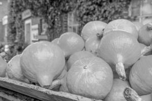 punkkins in Duitsland foto