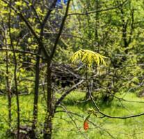 bladeren en zaden van de veld- esdoorn- of Acer campestre in vroeg de lente. foto