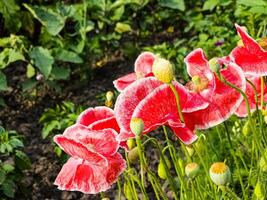 papaver, gemeenschappelijk papaver, groep van papaver bloemen dichtbij omhoog, selectief focus foto