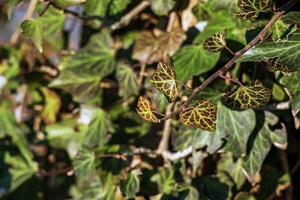 klimop in de buurt de Augustinus brouwerij Salzburg in winter. hedera bladeren in januari. foto