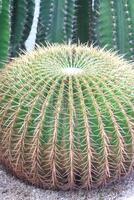 cactus in botanisch tuin, detailopname van foto met zacht focus