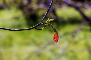 bladeren en zaden van de veld- esdoorn- of Acer campestre in vroeg de lente. foto
