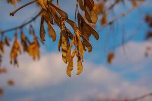 droog esdoorn- zaden hangen Aan een Afdeling in de lente. foto