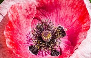 papaver bloem dichtbij omhoog. papaver oriëntaals in helder zonlicht. foto