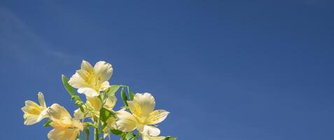 alstroemeria. bloemen natuurlijk geel blauw achtergrond. foto