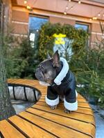 rasecht hond, Frans bulldog detailopname. jong puppy in warm hond kleren. foto