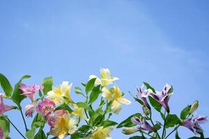 zomer lucht en teder alstroemeria. veelkleurig delicaat bloemen achtergrond. foto