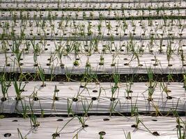 sjalot planten geplant in de veld- verpakt in wit plastic foto