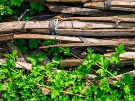droog bamboe, de voormalig kip coop is gegooid in de struiken foto