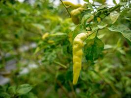 Chili hangende Aan de boom aan het wachten naar worden geoogst foto