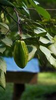 de ster fruit Aan de boom is nog steeds groen en niet nog rijp foto