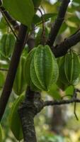 de ster fruit Aan de boom is nog steeds groen en niet nog rijp foto