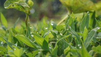 dauw druppels Aan groen gras foto