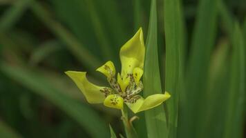 deze bloem is gebeld geel iris of geel orchidee foto