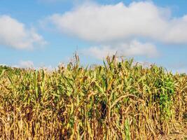 maïs veld- gedurende oogst en blauw hemel, droog maïs velden klaar voor oogst foto