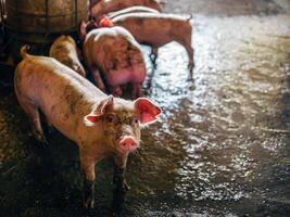 fokker varken met vuil lichaam, detailopname van varkens lichaam.groot varken Aan een boerderij in een varkensstal, jong groot huiselijk varken Bij dier boerderij binnenshuis foto