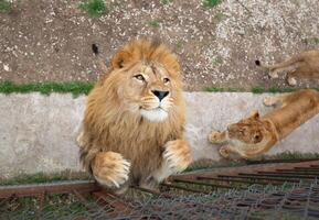 jong mooi leeuw vangsten vlees in safari park foto