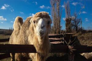 kameel gezicht detailopname Aan een boerderij in de dorp foto