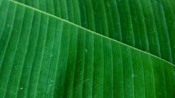 structuur van groen banaan bladeren. banaan bladeren achtergrond. foto