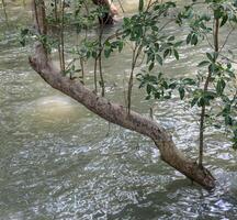 mangrove Woud met water vloeiende foto