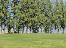 mooi landschap van een golf rechtbank met pijnboom bomen foto