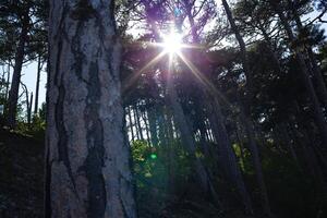 Woud van vers groen bladverliezend bomen met de zon gieten haar warm stralen door de gebladerte foto