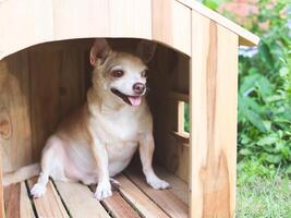 bruin kort haar- chihuahua hond zittend in houten hond huis, in de tuin. glimlachen en op zoek weg. foto