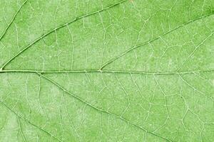 groen blad aderen textuur. natuurlijk omgeving levendig patroon achtergrond. foto