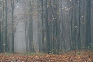 Woud in mist met de nevel. fee spookachtig op zoek bossen in een nevelig dag. verkoudheid mistig ochtend- in verschrikking Woud met bomen foto