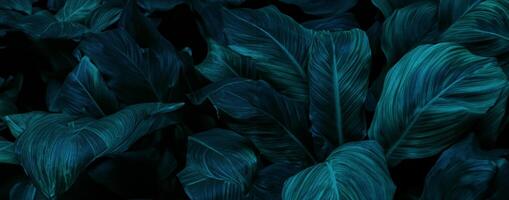 abstract groen blad textuur, tropisch blad gebladerte natuur donker groen achtergrond foto