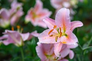 detailopname van roze lelie bloemen in tuin. foto